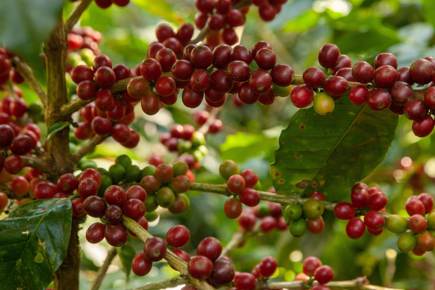 Sales status of East Timor coffee beans